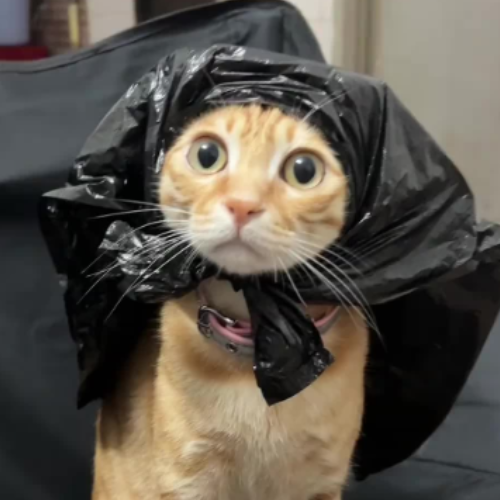 Cat Slot 1